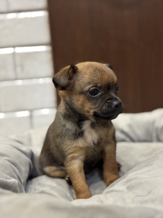 Чихупинчери.