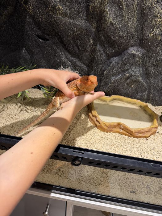 Vând Dragon cu Barbă (Pogona) + terariu complet echipat
