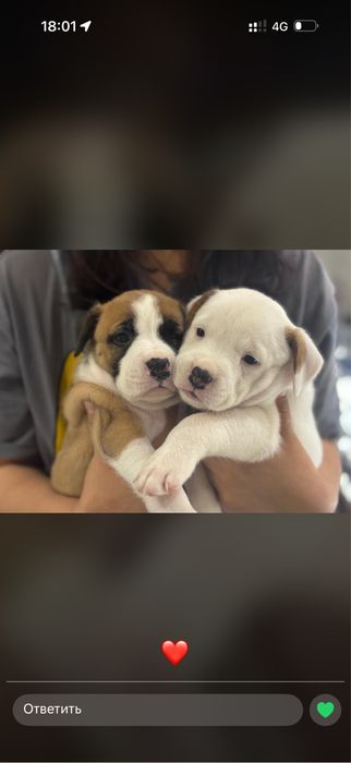 Щенки питбуля девочки