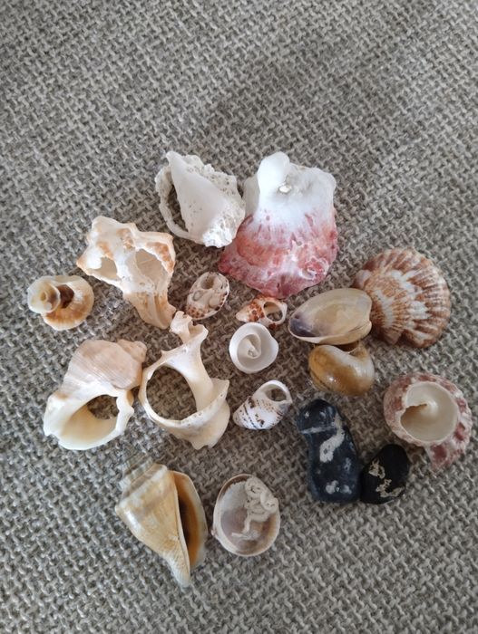 Ракушки из трёх морей и океана