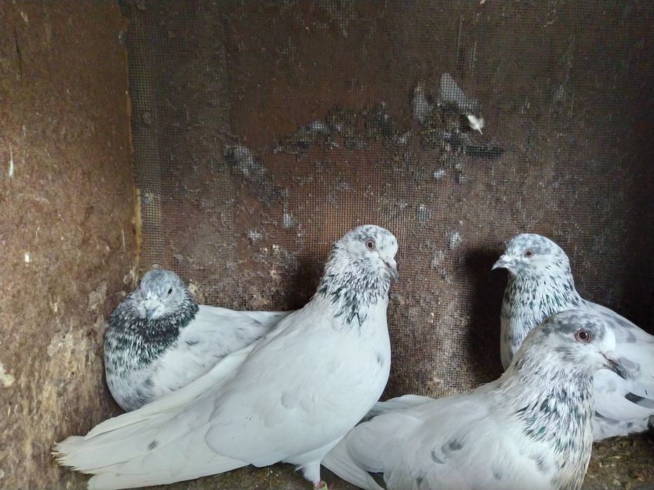 Пакистанские Голуби Самцы