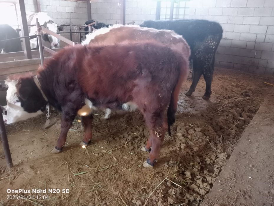 Продам скот, срочно