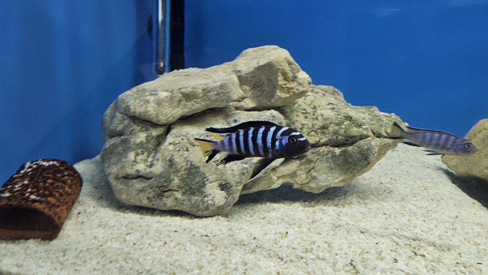 Рибки Африкански цихлиди