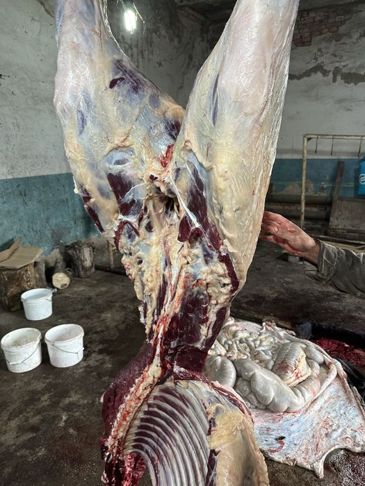 Согым сатам.жылкы