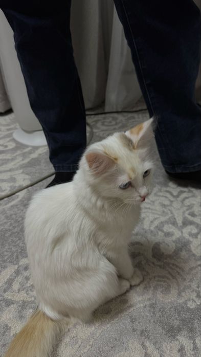 Отдам кошку в добрые руки