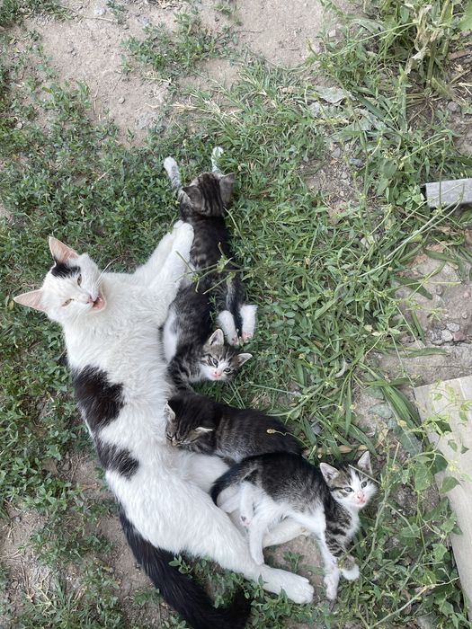 Отдам котят в хорошие руки