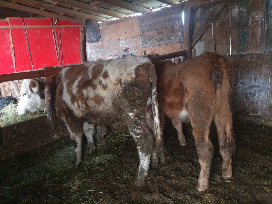 Vand 2 vitele de 8 luni