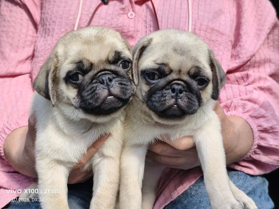 Очаровательные щенки мопса.