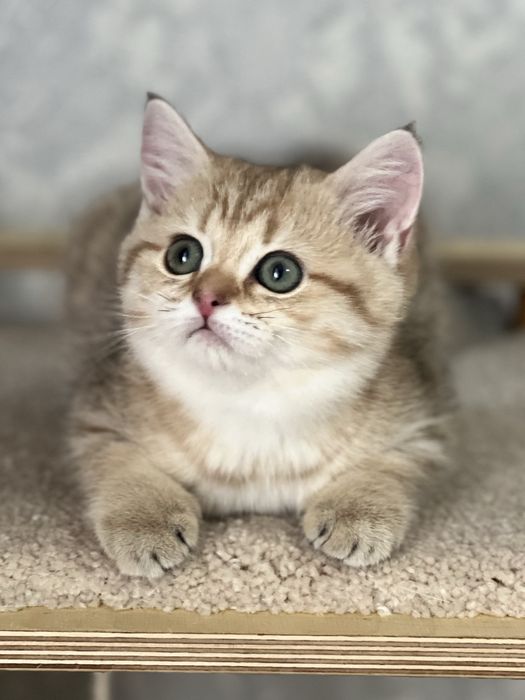 Продается котенок!