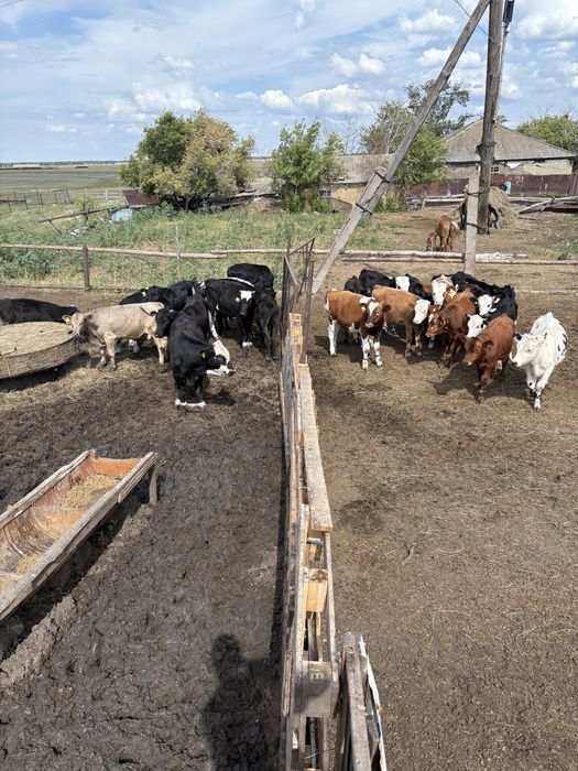 Продам дом с хозяйством