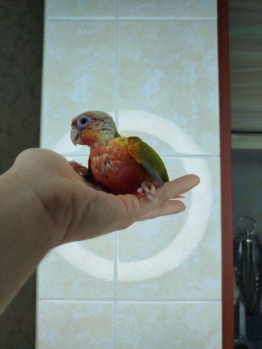 Ручной попугай перрура
