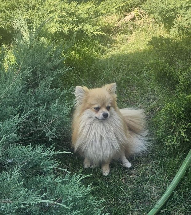 Поменанский шпиц