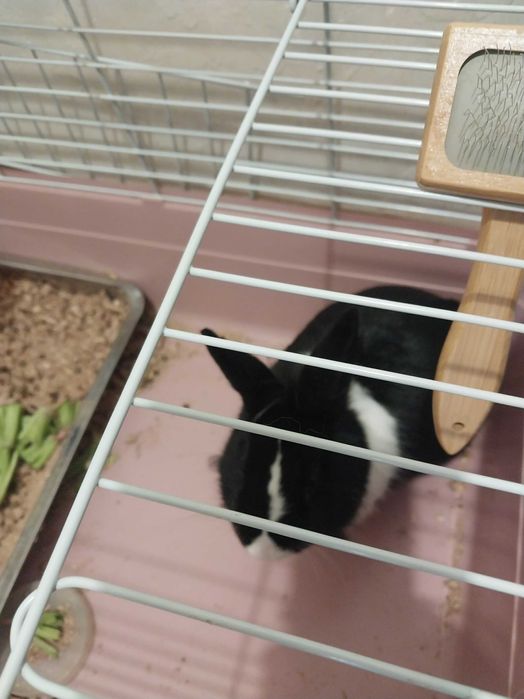 Кролик декаративный черный мальчик