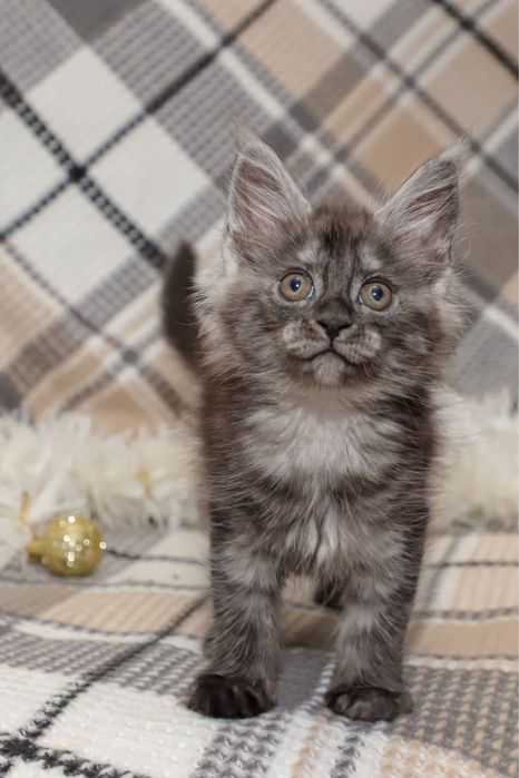 Котята породы Мейн кун классик, клубные с документами.