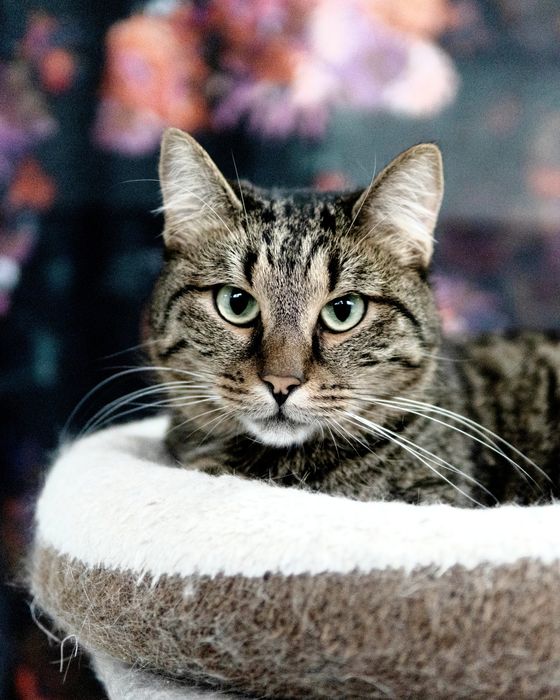 Кроткият Рико на 2,5 г. търси дом, кастриран