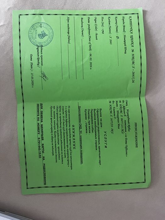 Ит собака белый померанский шпиц.