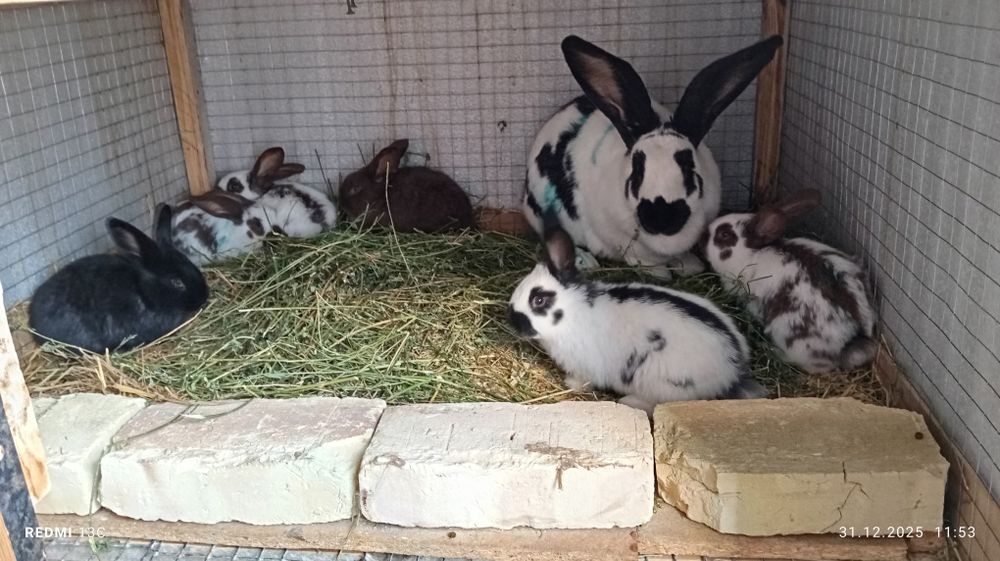 Sotiladi quyonlar sitrakachlar