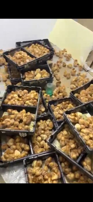 Продам цыплят ломанбрауна