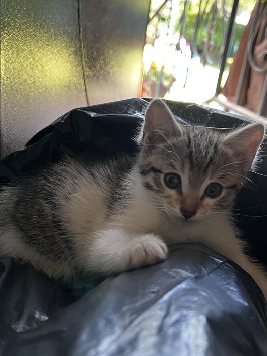 Отдам котенка в хорошие руки