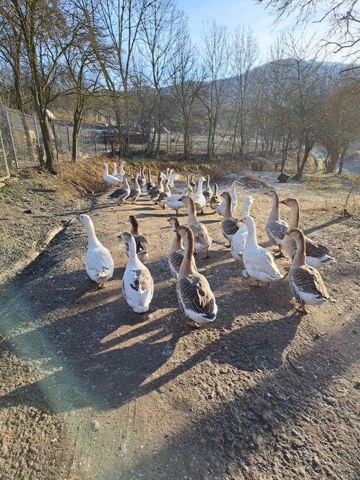 Gaste schimba locatia