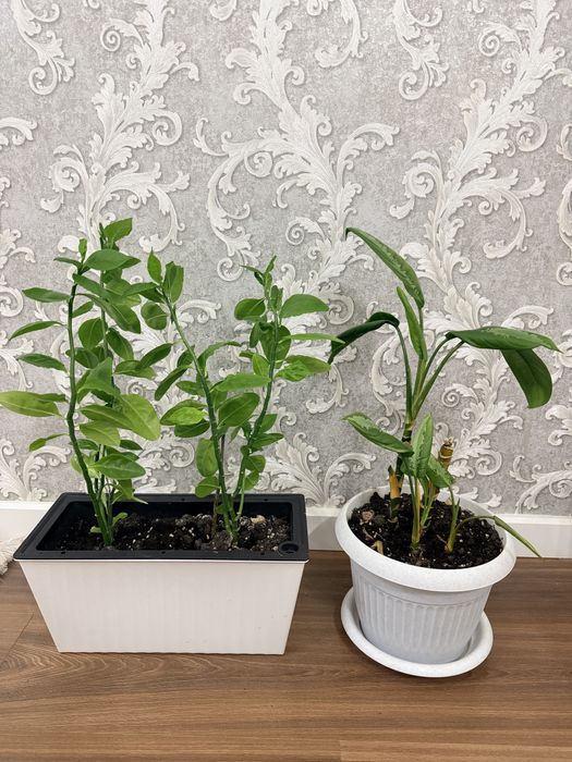 Комнатные растение