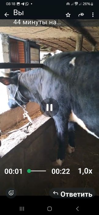 Буаз кашар сатылады