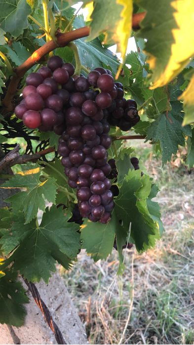 Struguri de vin