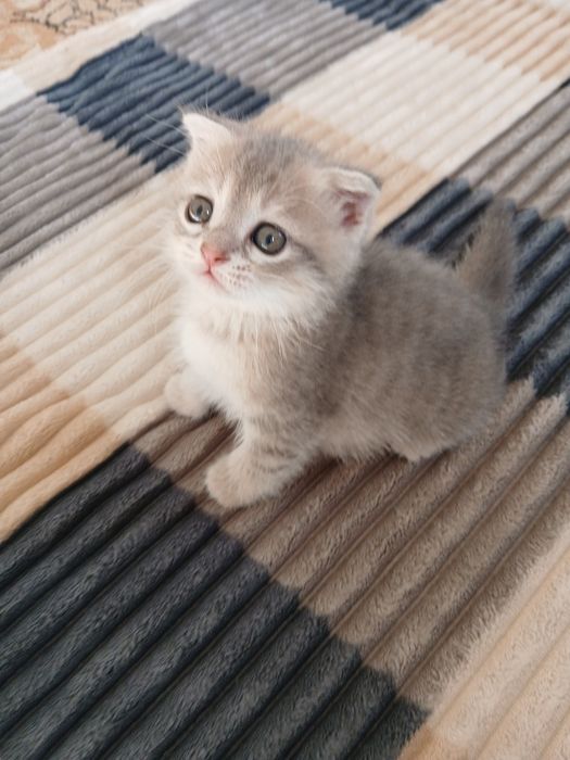 Продаются котята!