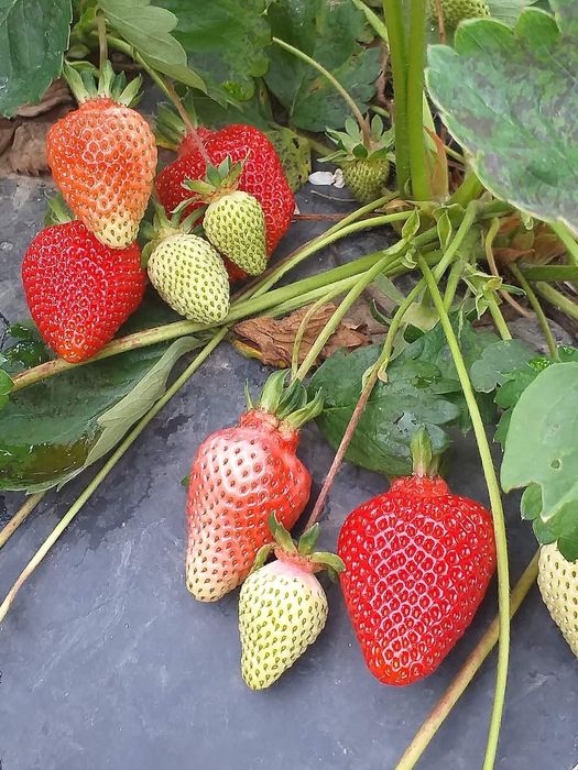 Разсад за ягоди 0.25€ целогодишни сезони и други само сега разполагаме