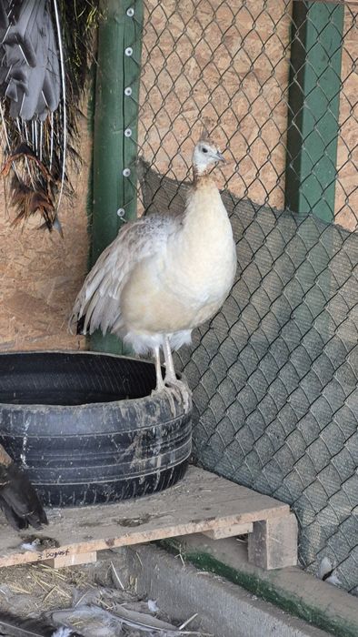 Se vinde pereche matură de păuni M -Muticus și F UN : 3400lei