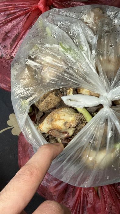 Луковицы тюльпанов 80 см