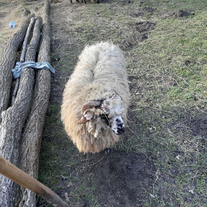 Doi carlan pentru tinut