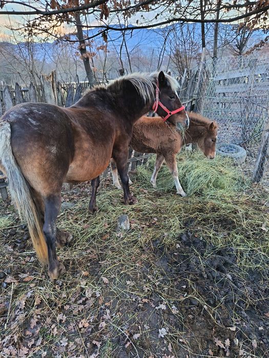 Iapa cu mânz  de 3 luni