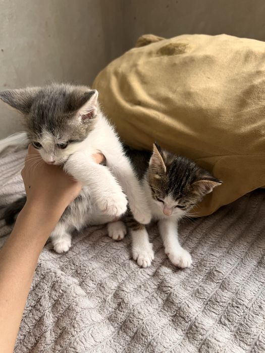 Бесплатно котенок мальчики