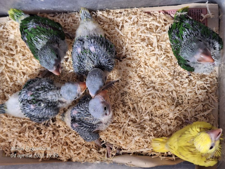 Peruși ondulati , agapornis, nimfe, canari ,gulzi ,etcCumpana