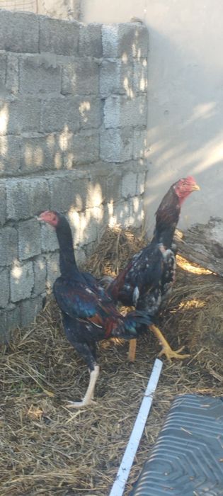 Dakan Xoʻroz sotiladi