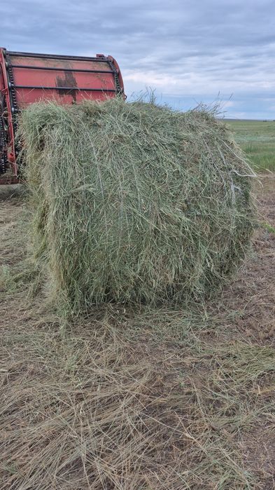 Продам в рулонах суданская трава