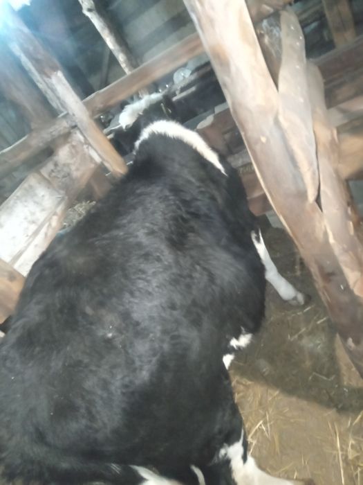 Продам три головы