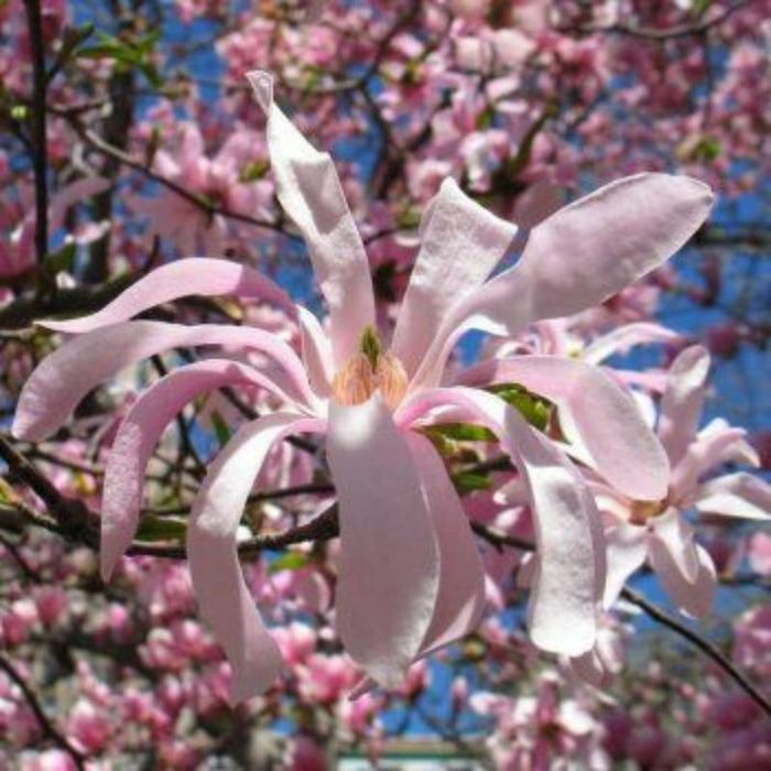 Magnolia Ruba Rustica