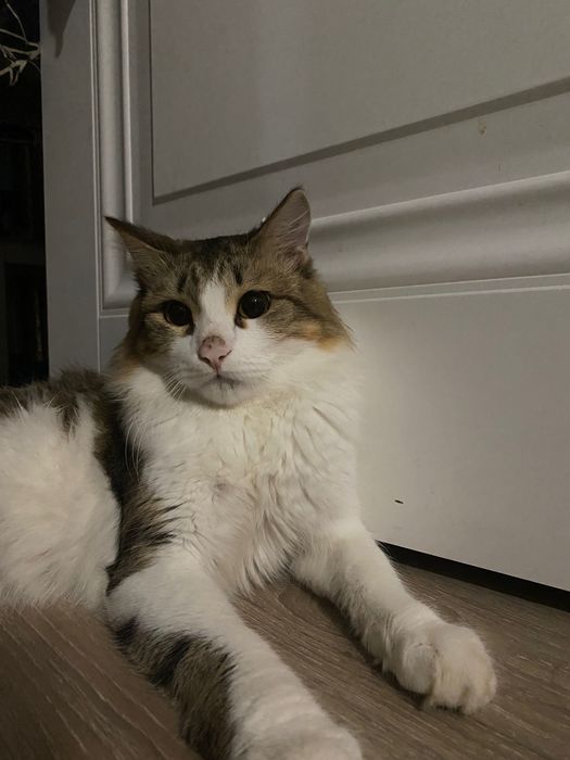 Продаю кота . Год