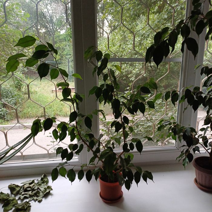 Фикус Бенджамина