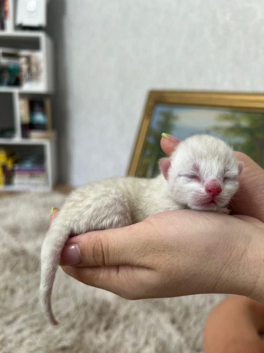 Скоттиш фолд. Кот. Вязка