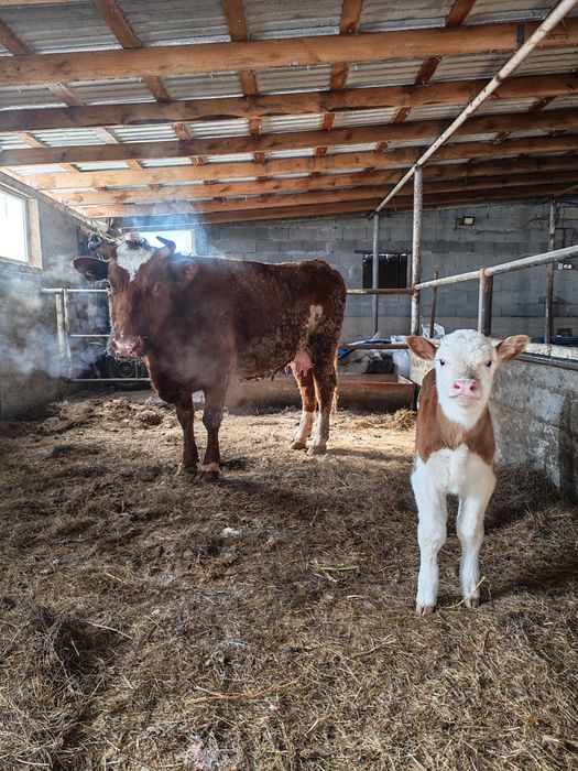 Сйыр сатылады...
