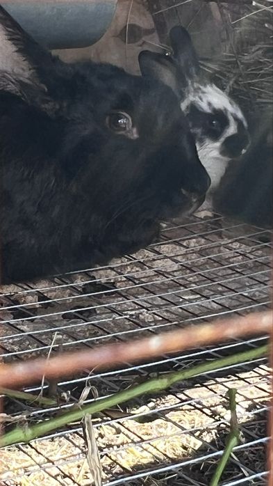 Продам крольчат месячные