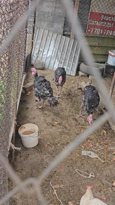 Үндік сатылады 9 10кг