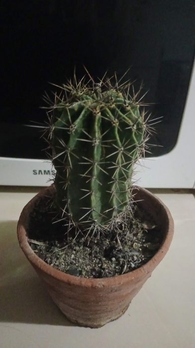 Продам цветы домашнии