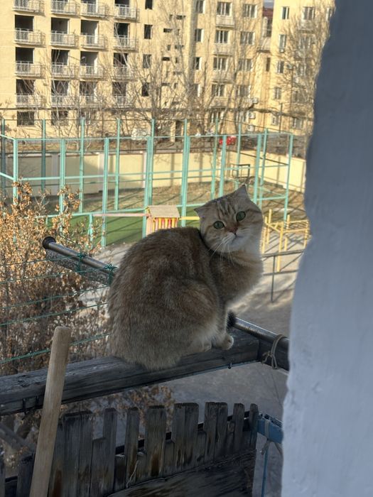 Вязка нашему Симону