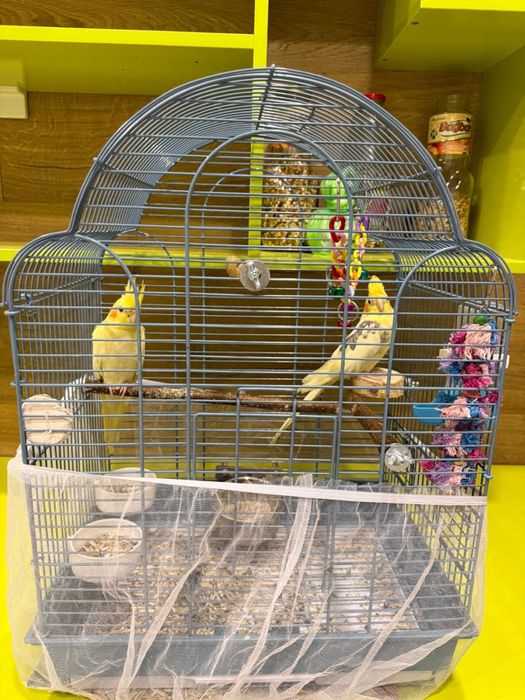 Попугай Корелла пара