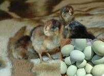 Принимаем заказы на цыплят Амераукана