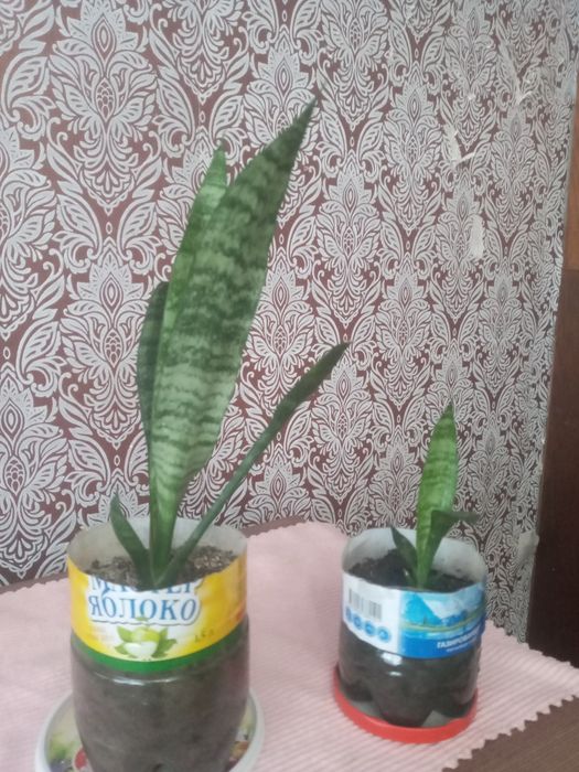 Продаю цветы недорого